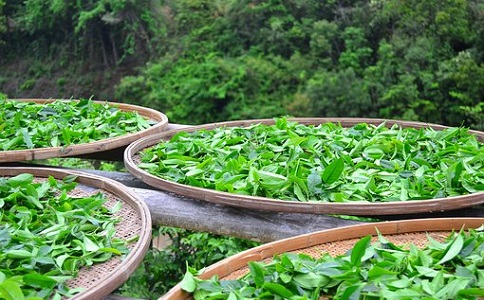 茶葉成人抖音富二代料的施用